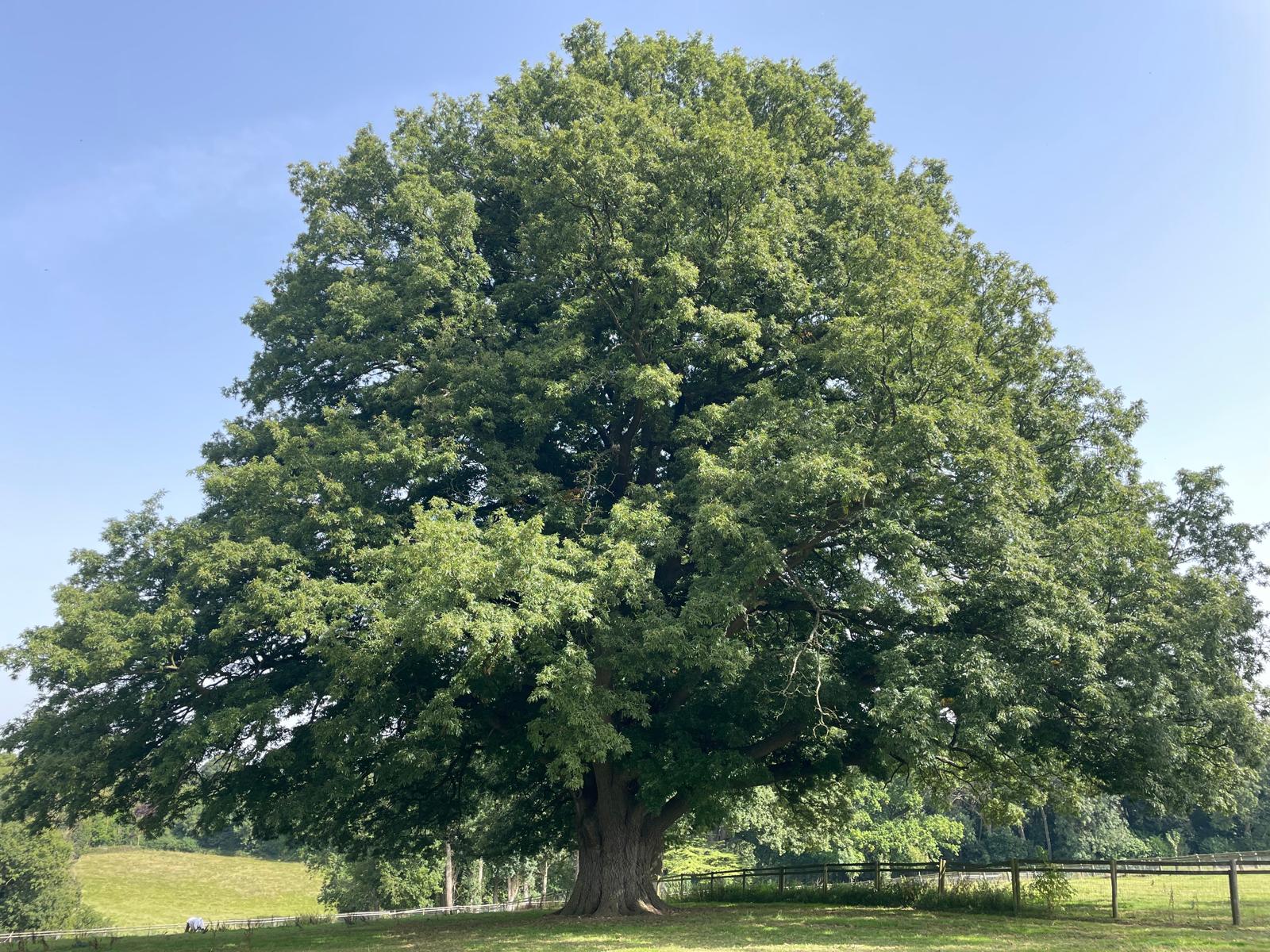 turkey oak turkey oak